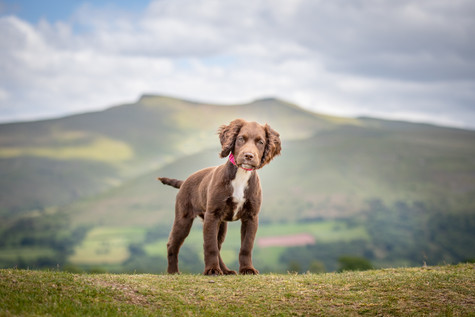 Dog Photography