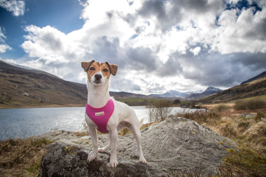 Dog Photography in Wales
