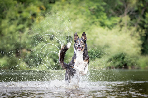 Dog Photography in Wales. Things to do with your dog on holidays in Wales.