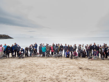 Mad About Schnauzer Walks UK-Barry Island 28/04/19