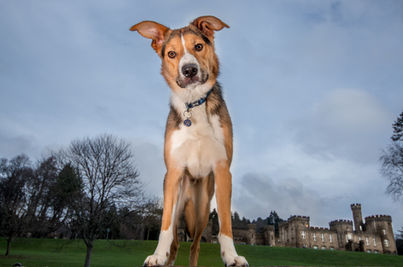 Dog Photography Outdoors in Wales. Visit Wales with your dog.