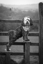Dog Photography