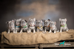 Dog Photography in Wales
