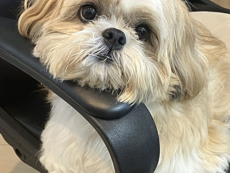 スタッフ犬 みっくちゃんとくまちゃん