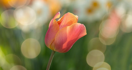 tulip-gcc29d4d07_1920_edited.jpg