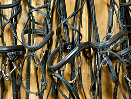 Why 47 Straps in Show Jumping Are the Only True Subtlety