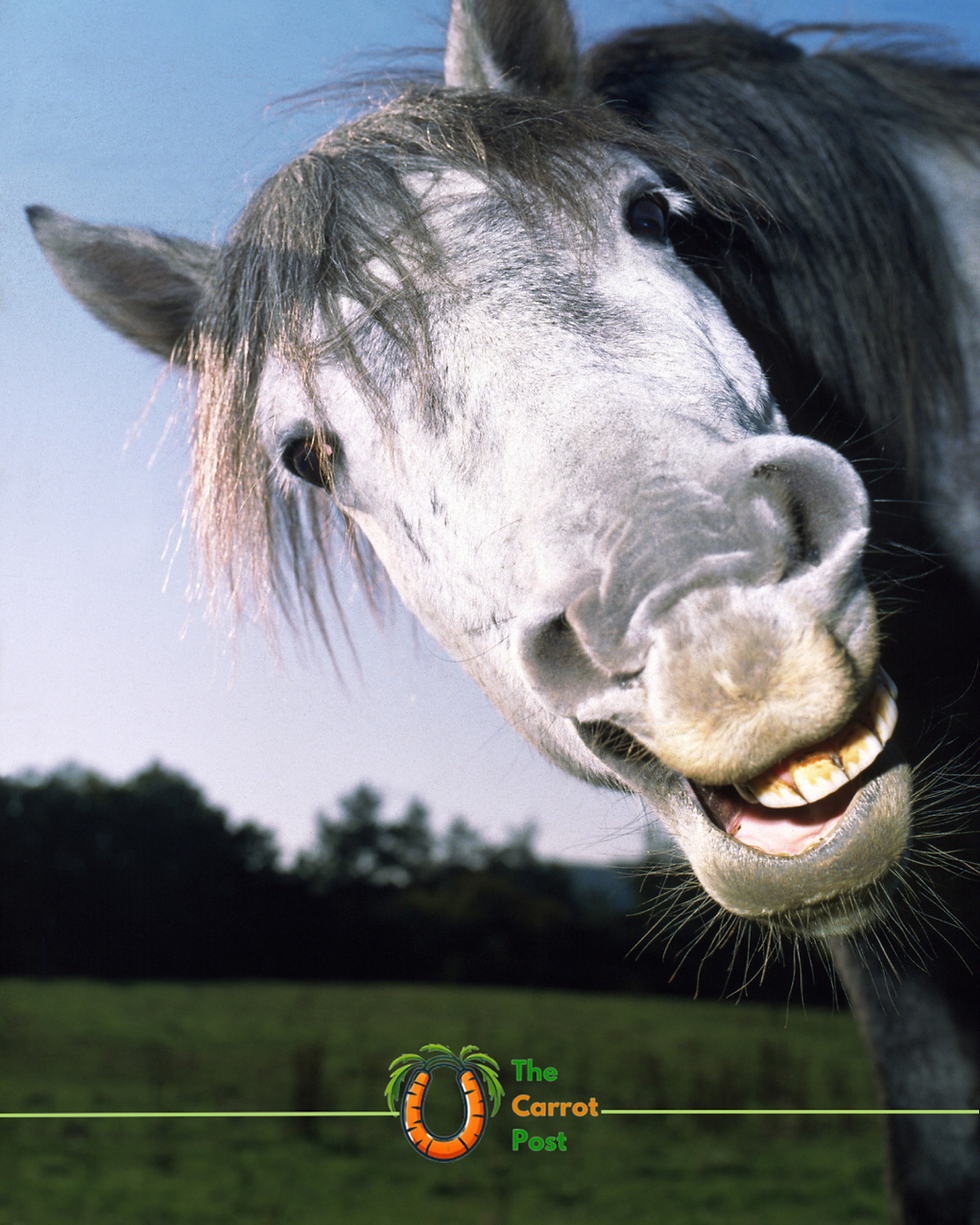 Studying the Study of Studies: The Infinite Loop Blocking Equestrian Reform.