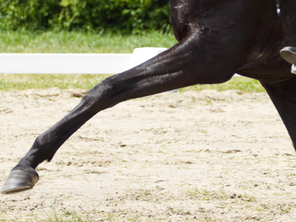TECHNICAL REVOLUTION: AI JUDGE IN DRESSAGE