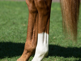 Alive... and Still Kicking: When a Horse’s Name Becomes a Status Report