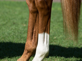 Alive... and Still Kicking: When a Horse’s Name Becomes a Status Report