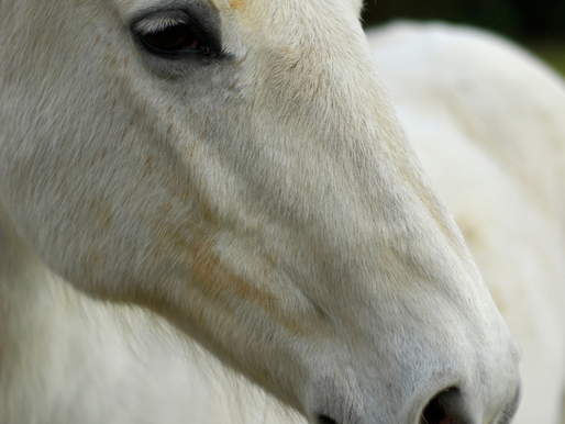 Market Analysis: Why "White Horse Hair" is the New "Black Gold" – Invest in the Grey Factor Now!