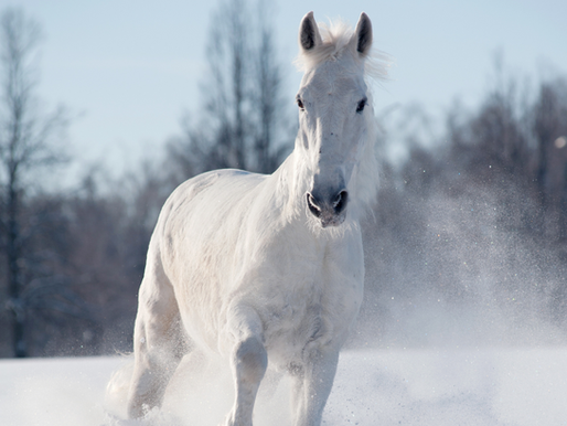 Winter Horse Care: Then vs Now — From Straw-Stuffed Sheets to Michelin-Man Rugging