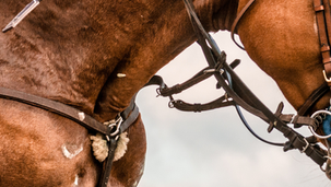 One HIT Wonder – Why the Equestrian Elite is Celebrating the "Perfect Strike."