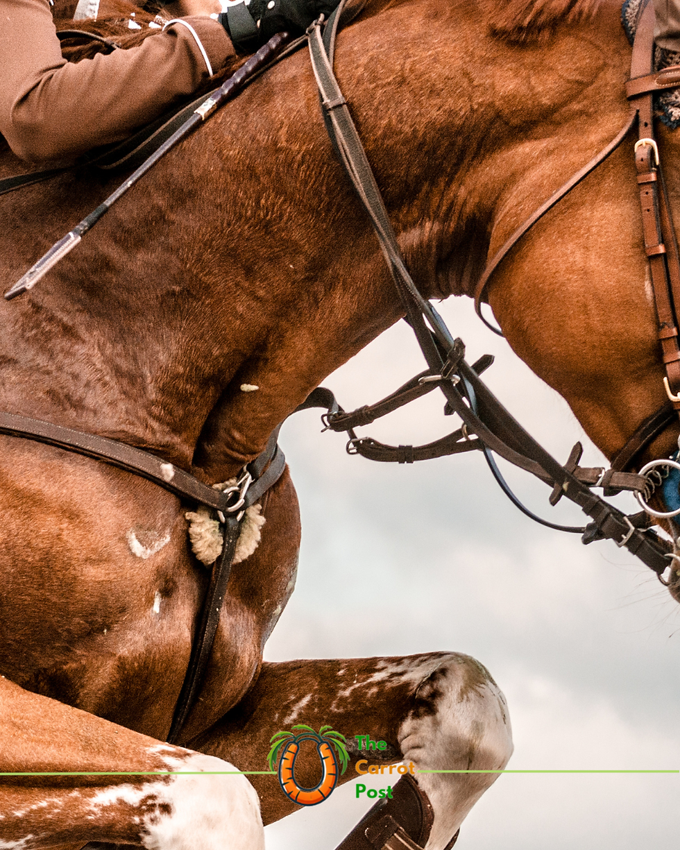 One HIT Wonder – Why the Equestrian Elite is Celebrating the "Perfect Strike."