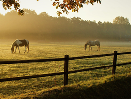 After Criticism of Spurs and Bit Use: Equestrian Sport Introduces “Unintentional Horse Abuse” as a Standard
