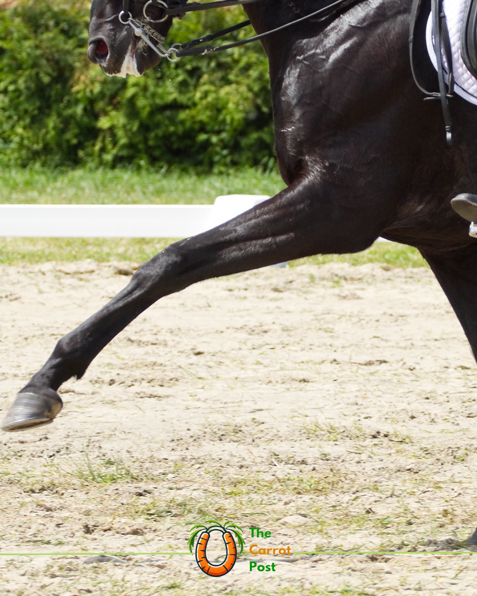The Great Foaming Scandal: Dressage’s Dirty Little Secret (Now Banned by Emergency Decree)