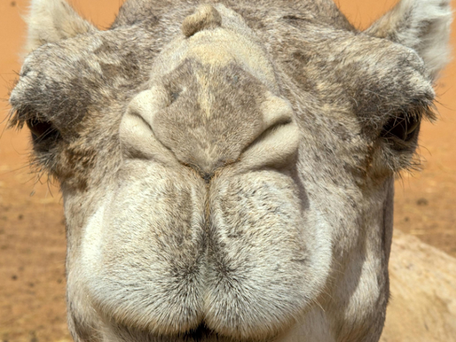 The “Camel Revolution”: How a Horse Show Organiser is Conquering the Equestrian World with Camels