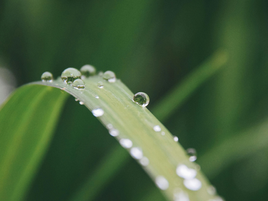 Exclusive Interview: A Green Blade of Grass at the Equestrian World Championships Looks Out at the Parched Rest of the World
