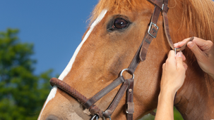 🥕 Bridles and Backlash: Is Dressage Finally Taking the Bit Between Its Teeth?