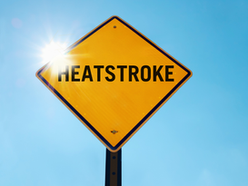 The 40°C Meltdown: Why the Equestrian Social Media has Officially Suffered a Digital Heatstroke