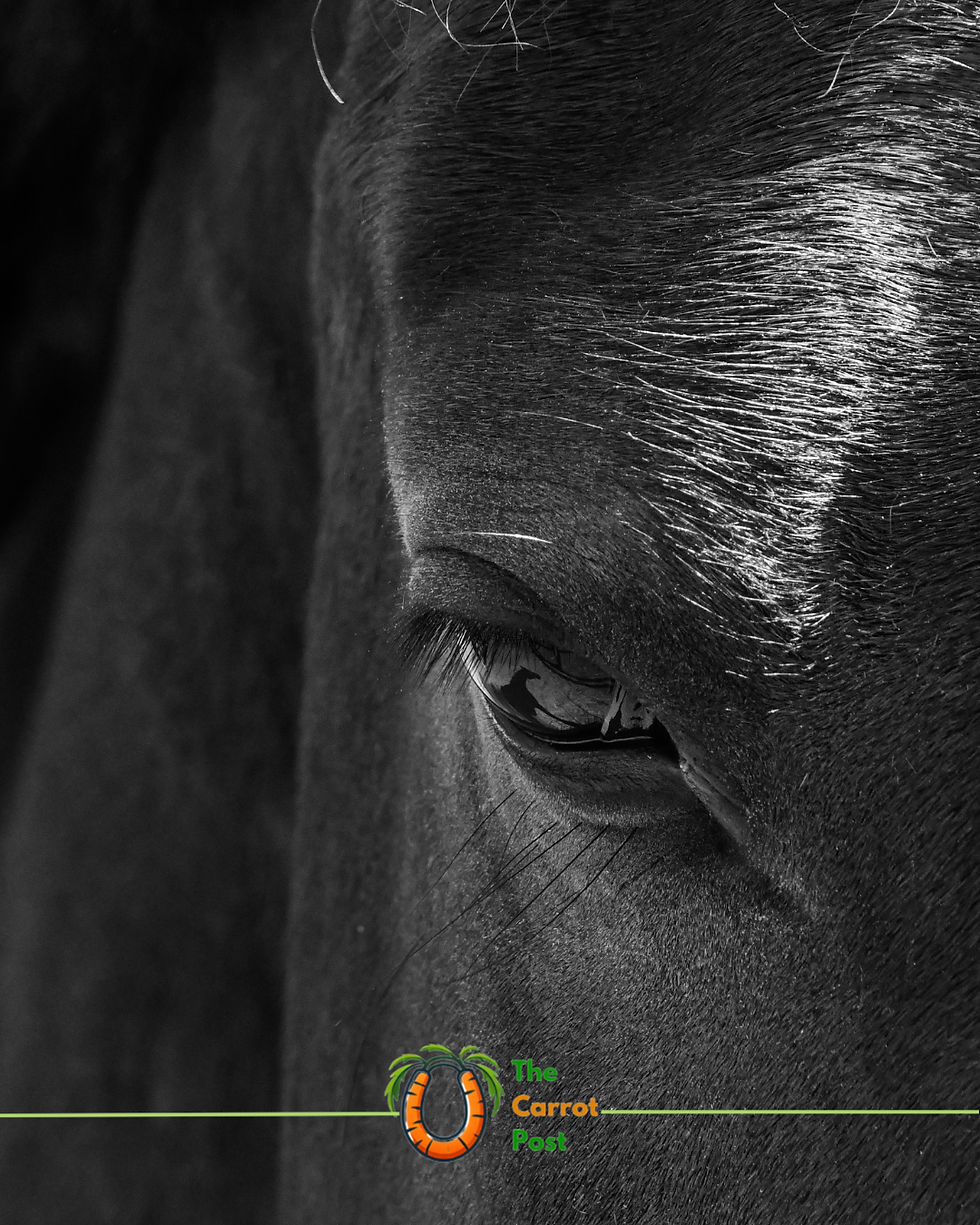 Black-and-white close-up of a horse’s eye and face, with The Carrot Post logo at the bottom.