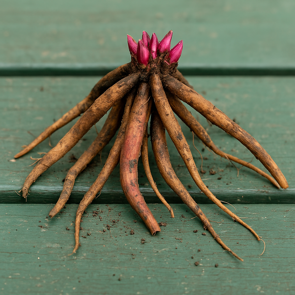 Peony root ready to be planted.