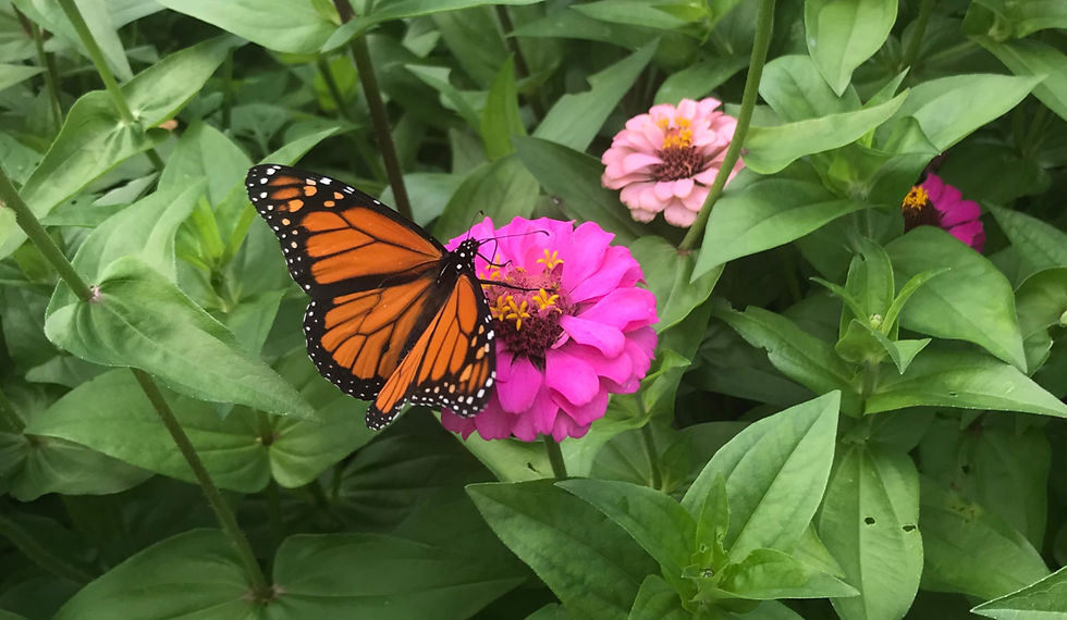 Monarch Butterfly on Zinnia