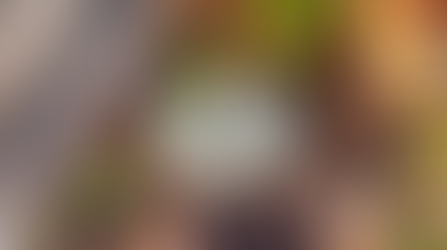 Duck Family Moves In