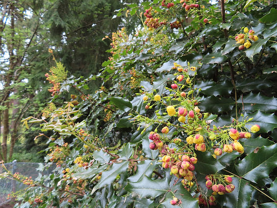 2. Mahonia background.jpg