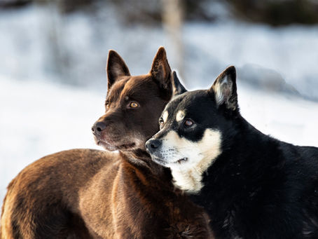 Koirahoitola Lumetan yrittäjän mielestä kiusaamiseen tulee aina puuttua.
