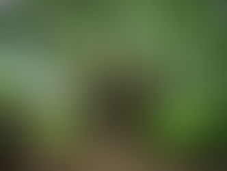 Ancient Tree - Haiku