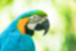 Henley vet specialist in exotics