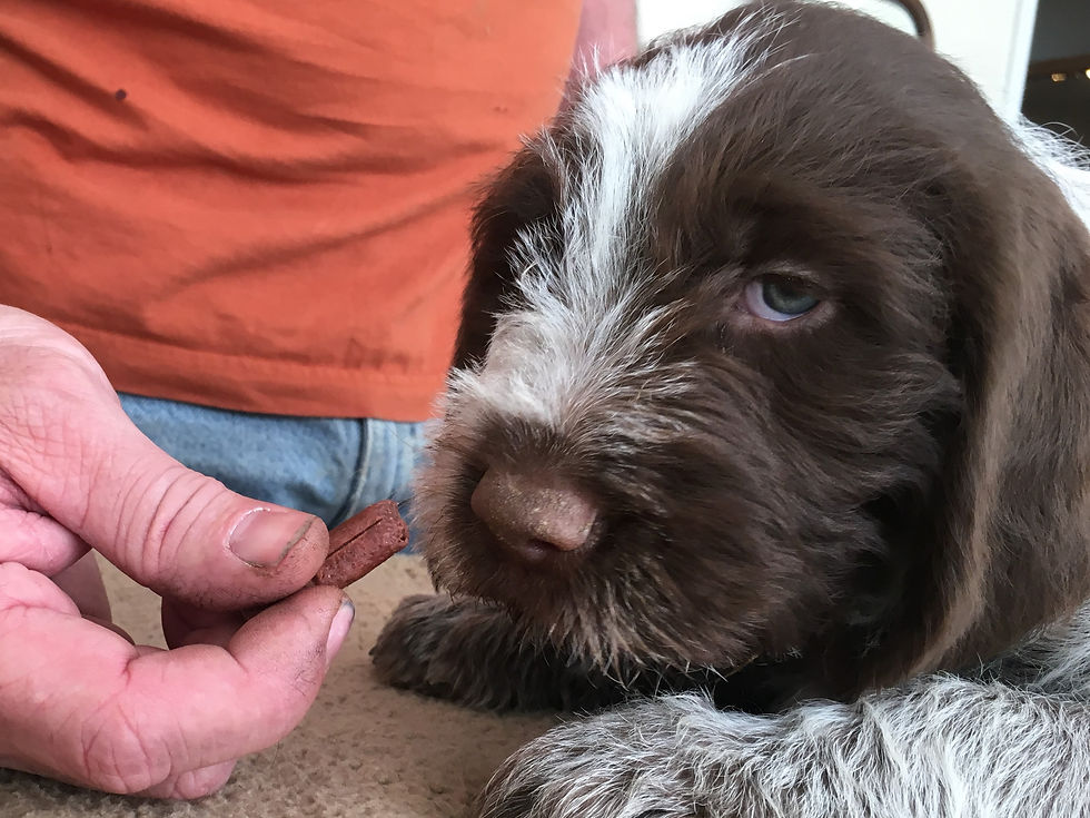 Harley 7 weeks face (2).JPG