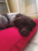 Heidi 2 months.jpg