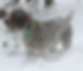 Driggs snow.jpg