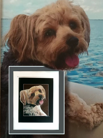 CUSTOM COLORED PENCIL~DOG~YORKIE~CHLOE