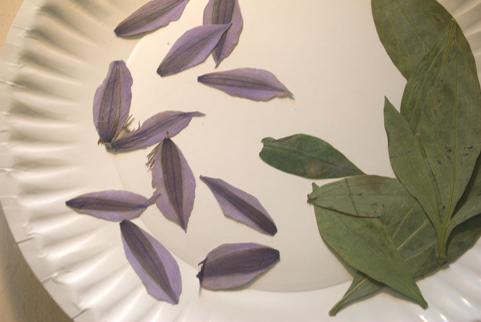 Pressed Clematis w/color correction