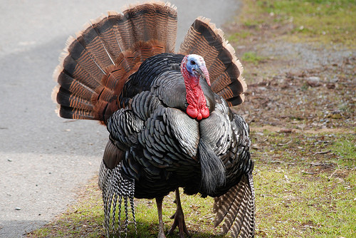 El pavo o "Ave enjoyada" de los grupos aborígenes del continente americano.