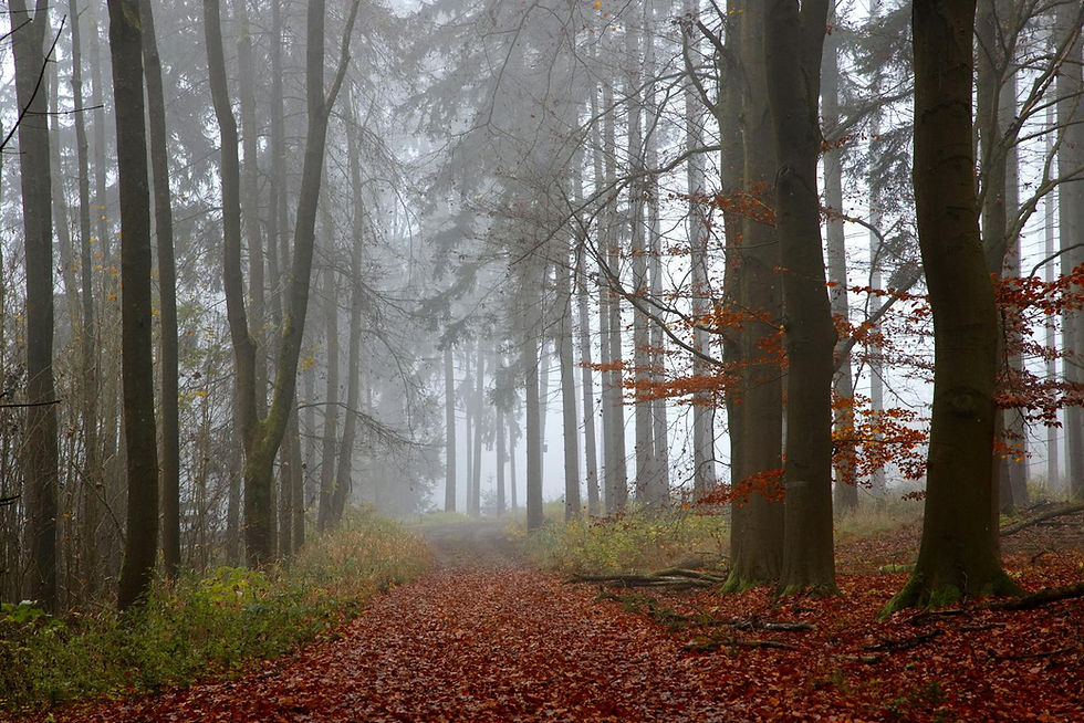 A misty autumn forest pathway, representing the seasonal returns that can trigger anniversary reactions in adopted children