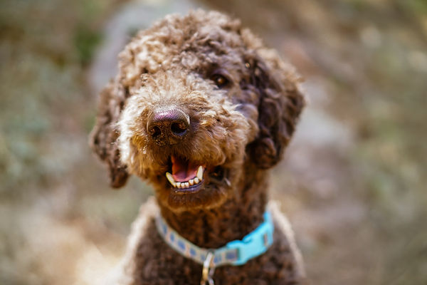 Mocha - taylor pic.jpg
