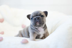 Osita