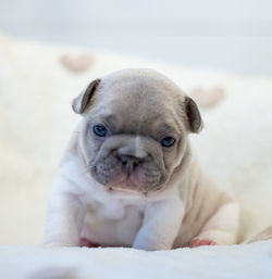 Winston