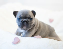 Osita