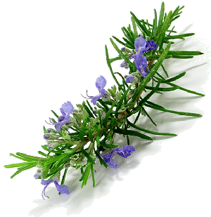 rosemary plant