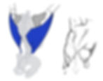Anatomy of The Back - Latissimus Dorsi