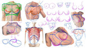 How to Draw Chests and Breasts