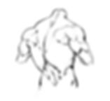 Drawing of The Back View of The Torso