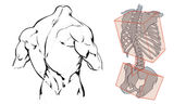 How To Draw The Back of The Torso