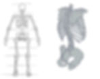 Structure of The Back of The Torso