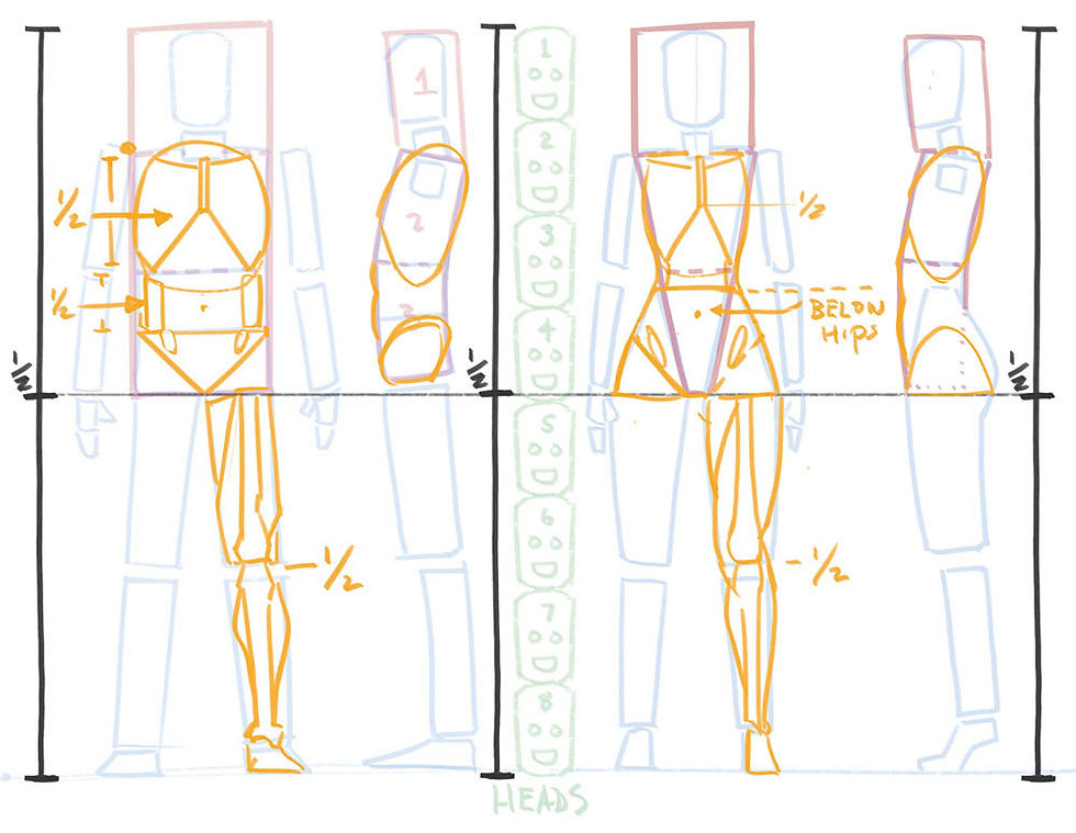Anatomical Proportions of The Human Body